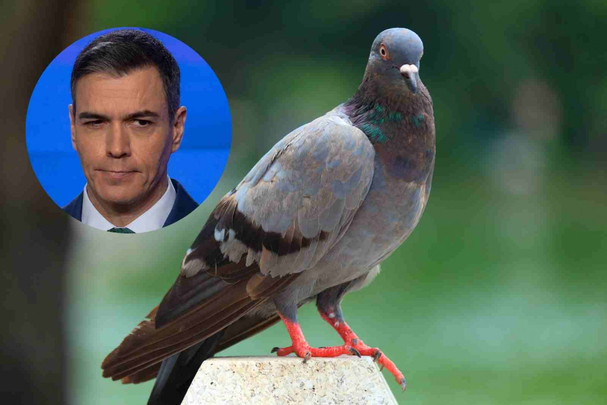 Pedro Sánchez, palomas