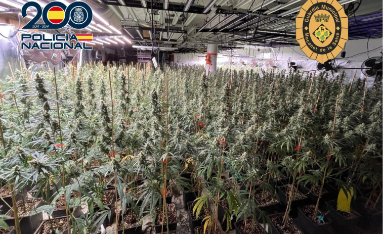 Desmantelan en Maçanet de la Selva una vivienda dedicada al cultivo de marihuana