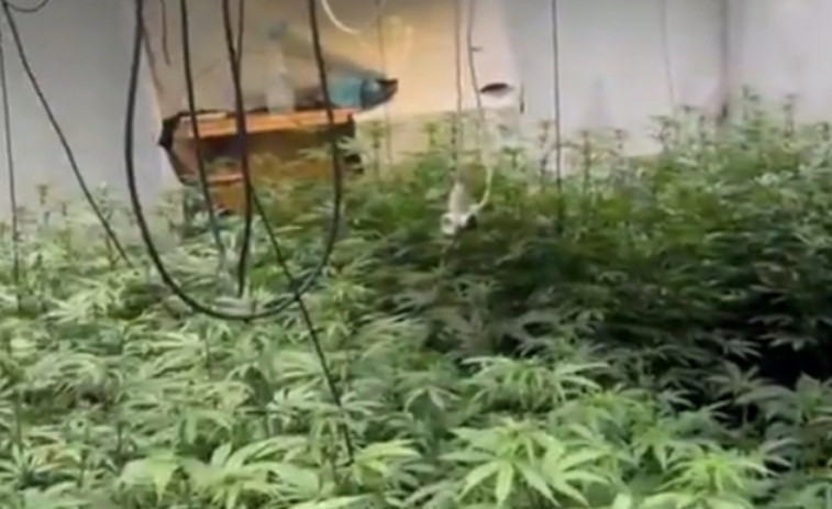 VÍDEO: Desmantelada una gran plantación de marihuana en Cabrils