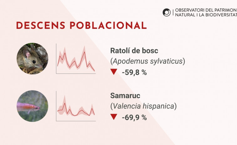 Catalunya pierde un 28% de las poblaciones animales salvajes de 2002 a 2023