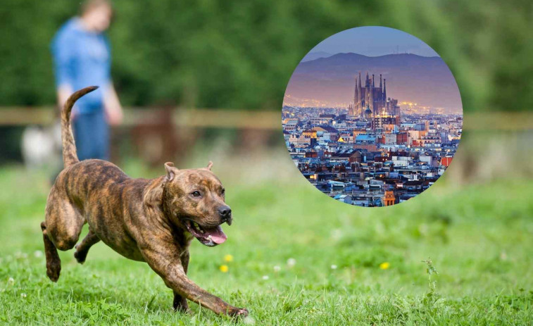 Más de 300 multas en Barcelona por llevar el perro suelto