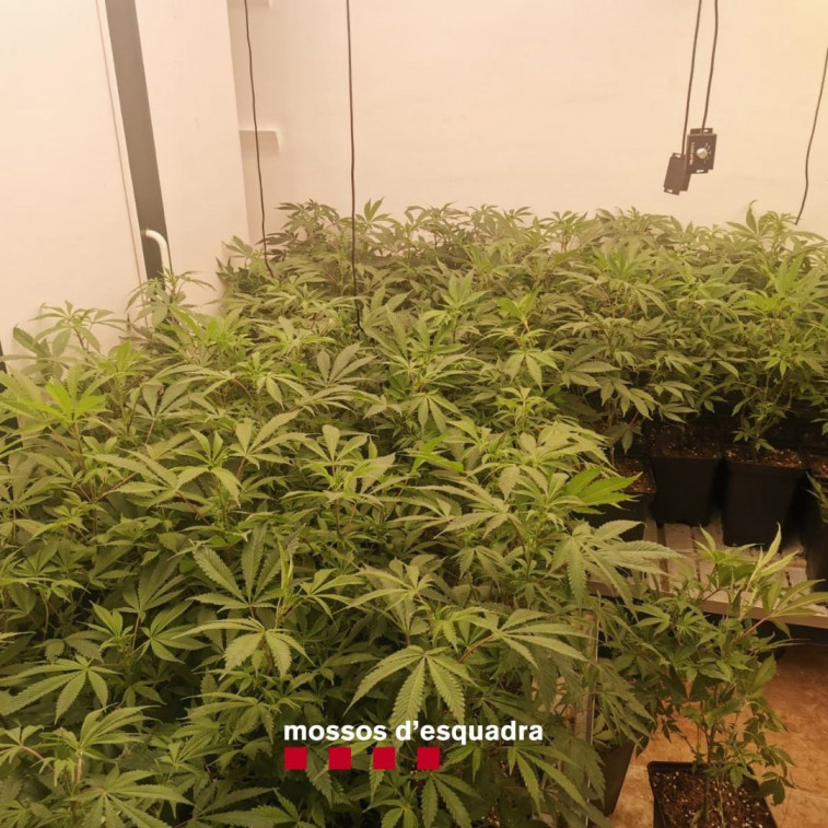 Cazan al responsable de una asociación cannábica de Girona con 354 plantas de marihuana en su casa