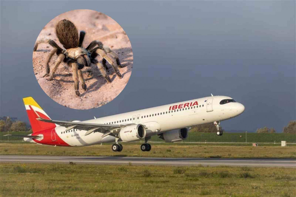 Una tarántula en un vuelo de Iberia