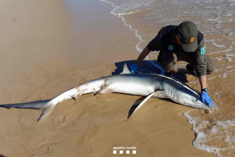 Aparece un tiburón de 2,5 metros en la orilla de una playa de Tarragona