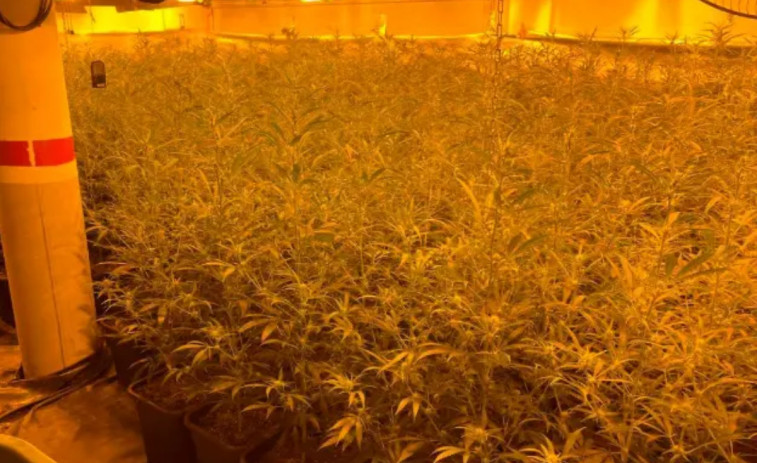 Golpe al cultivo de marihuana: desmanteladas más de 4.200 plantas en municipios de Lleida y Tarragona