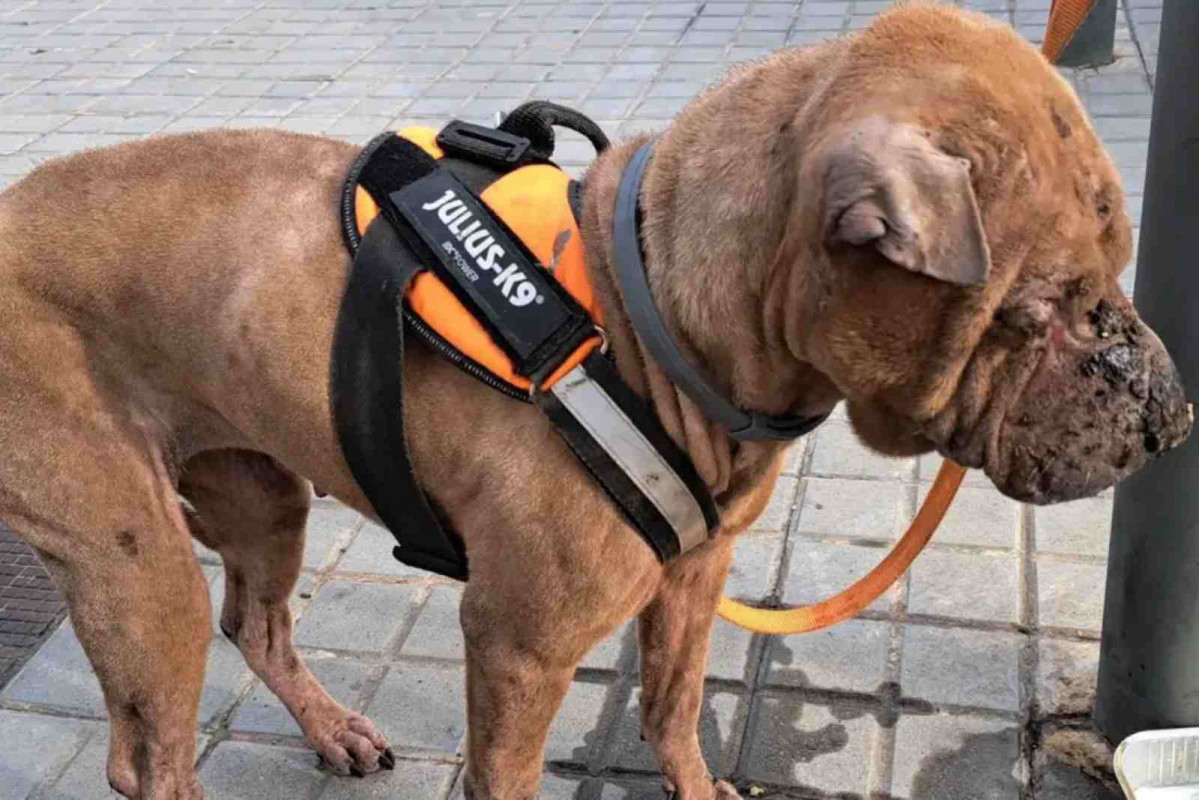 La perra rescatada   Policía Local de Sant Adrià