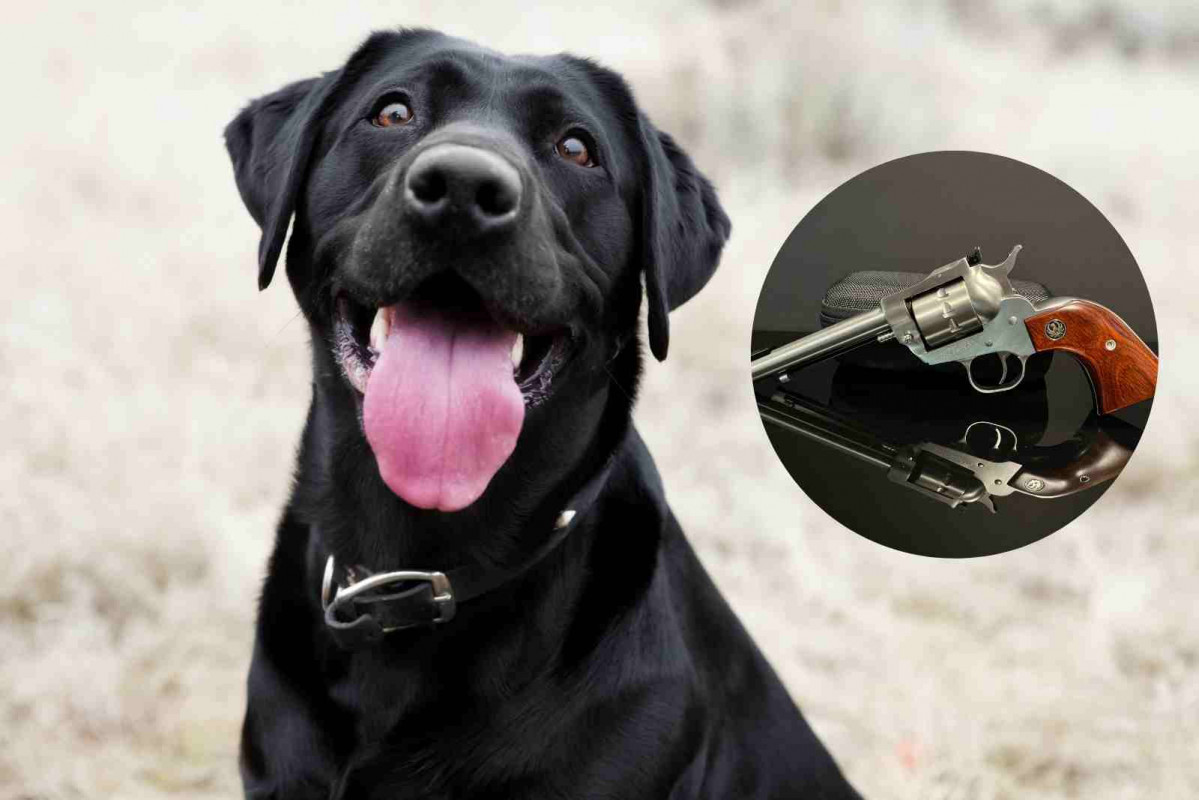 Un perro con una pistola