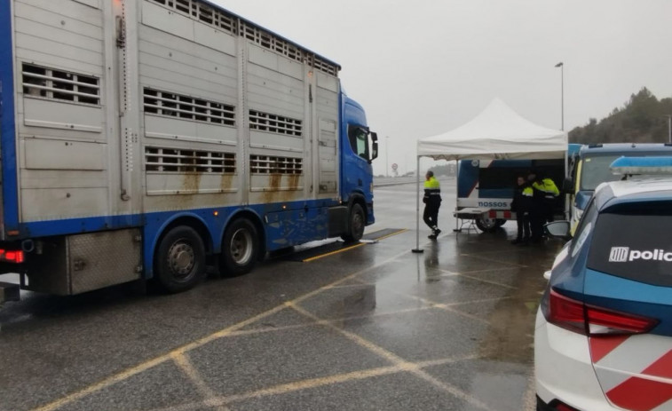 Cazado en Girona mientras conducía un camión de terneros colocado de cocaína