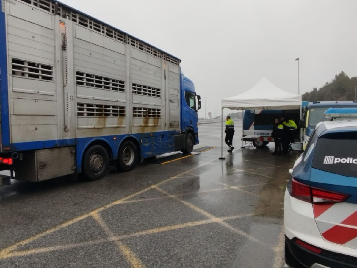 El conductor de un camión que transportaba terneros vivos da positivo en cocaína en un control de Mossos en la Ap-7