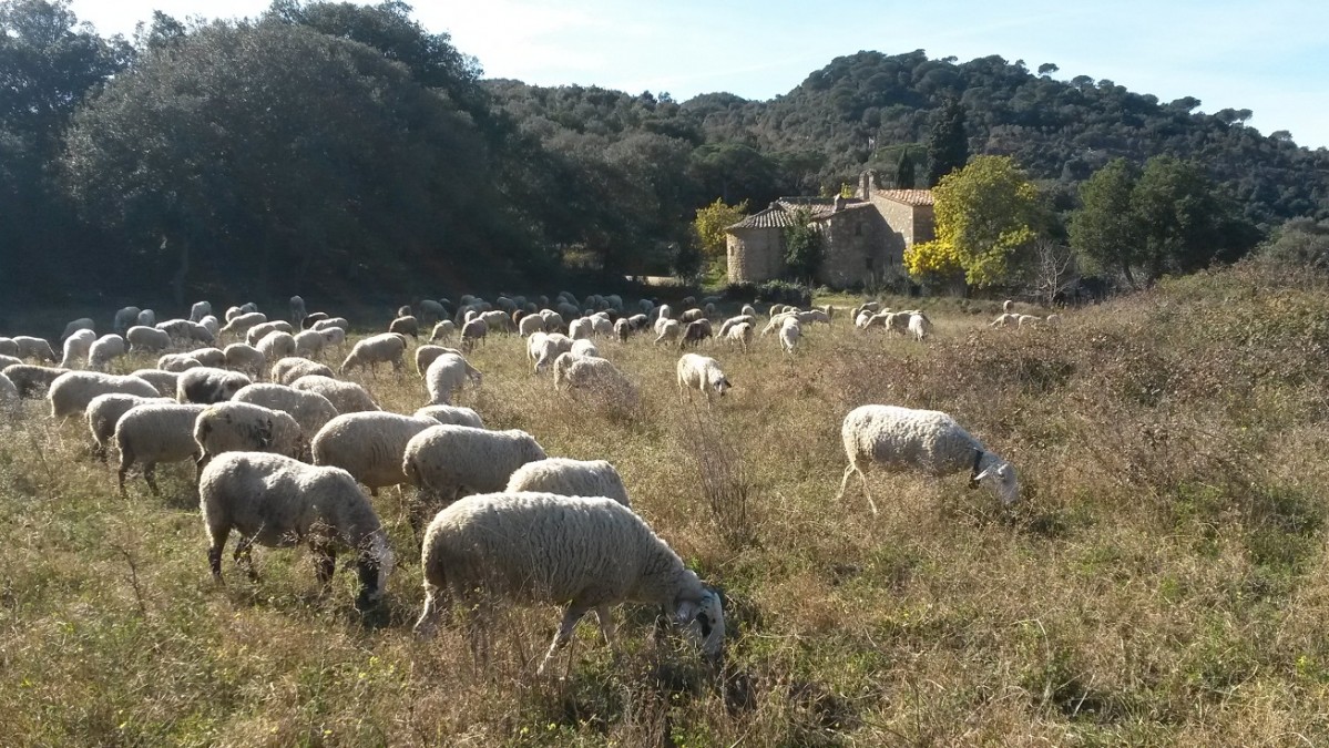 Desarrollo agru00edcola diputaciu00f3 de barcelona