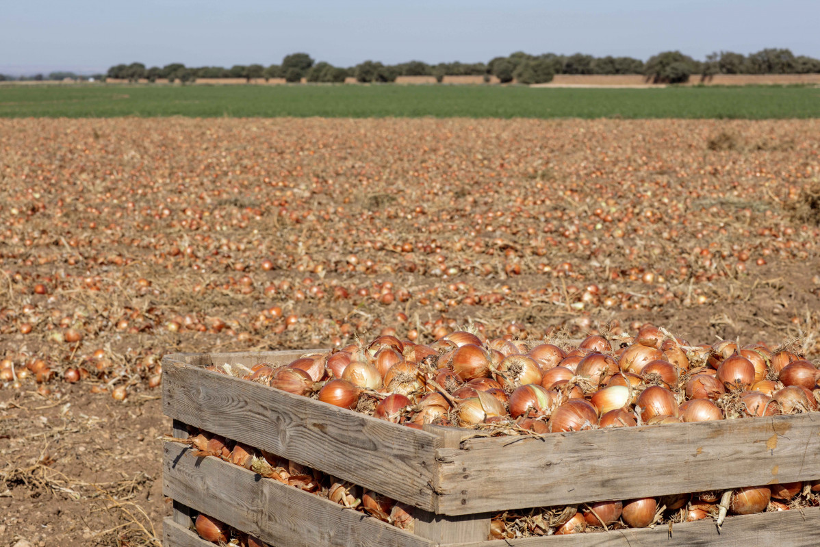 FOTOGRAFÍA Cebollas al campo