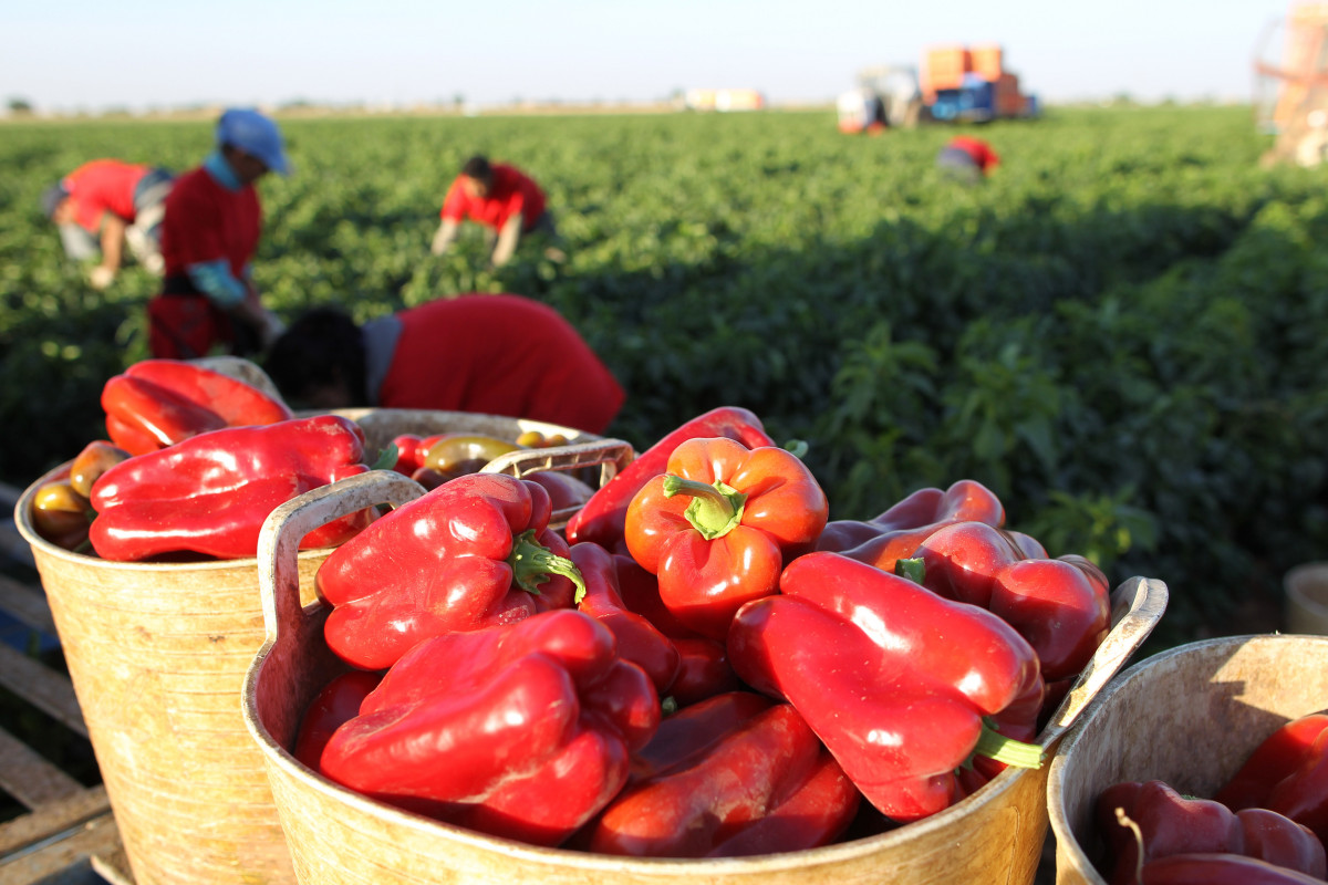 FOTOGRAFÍA Pimiento rojo en el campo