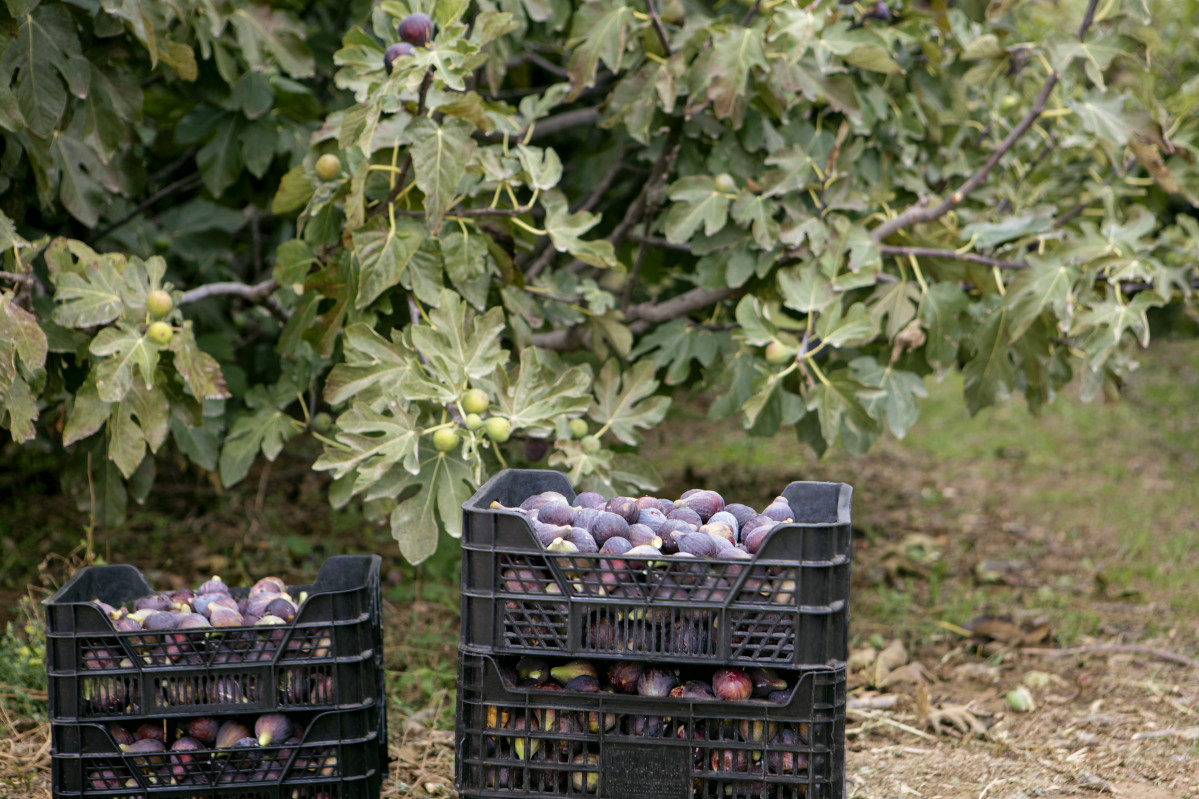 FOTOGRAFÍA Campo de higos del prueba00efdor Figs Fruits en Lleida