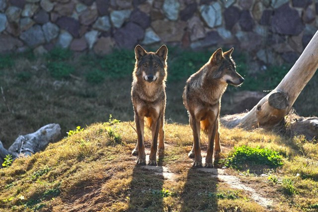 Lobos