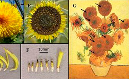 Identifican la mutación genética de 'Los girasoles' de Van Gogh